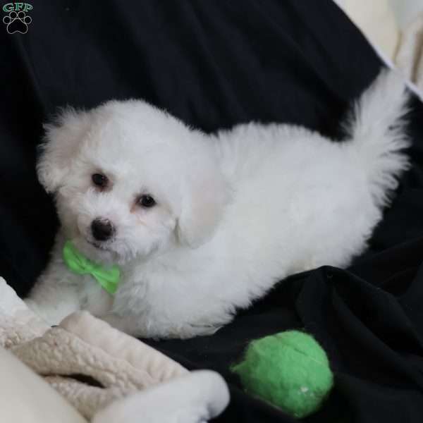 Acorn (Tiny), Bichon Frise Puppy